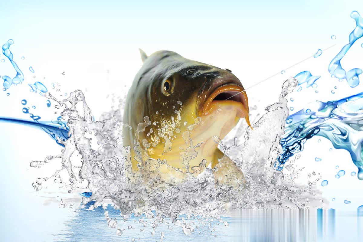 生口鱼钓没, 的气味, 黑坑鲤鱼正 生口鱼钓没, 的气味, 黑坑鲤鱼正